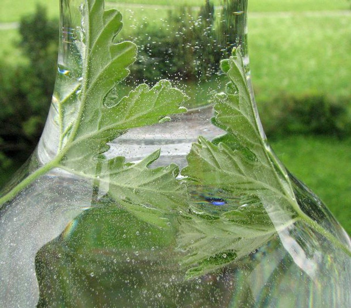 Aqua verde