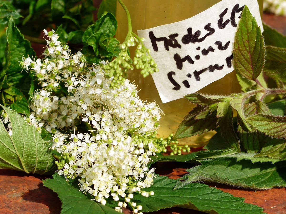 Mädesüß-Minz-Sirup