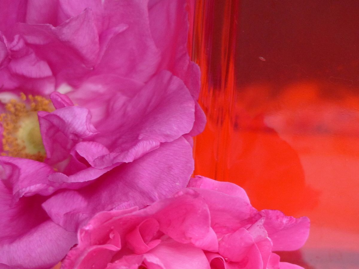 Rosensirup