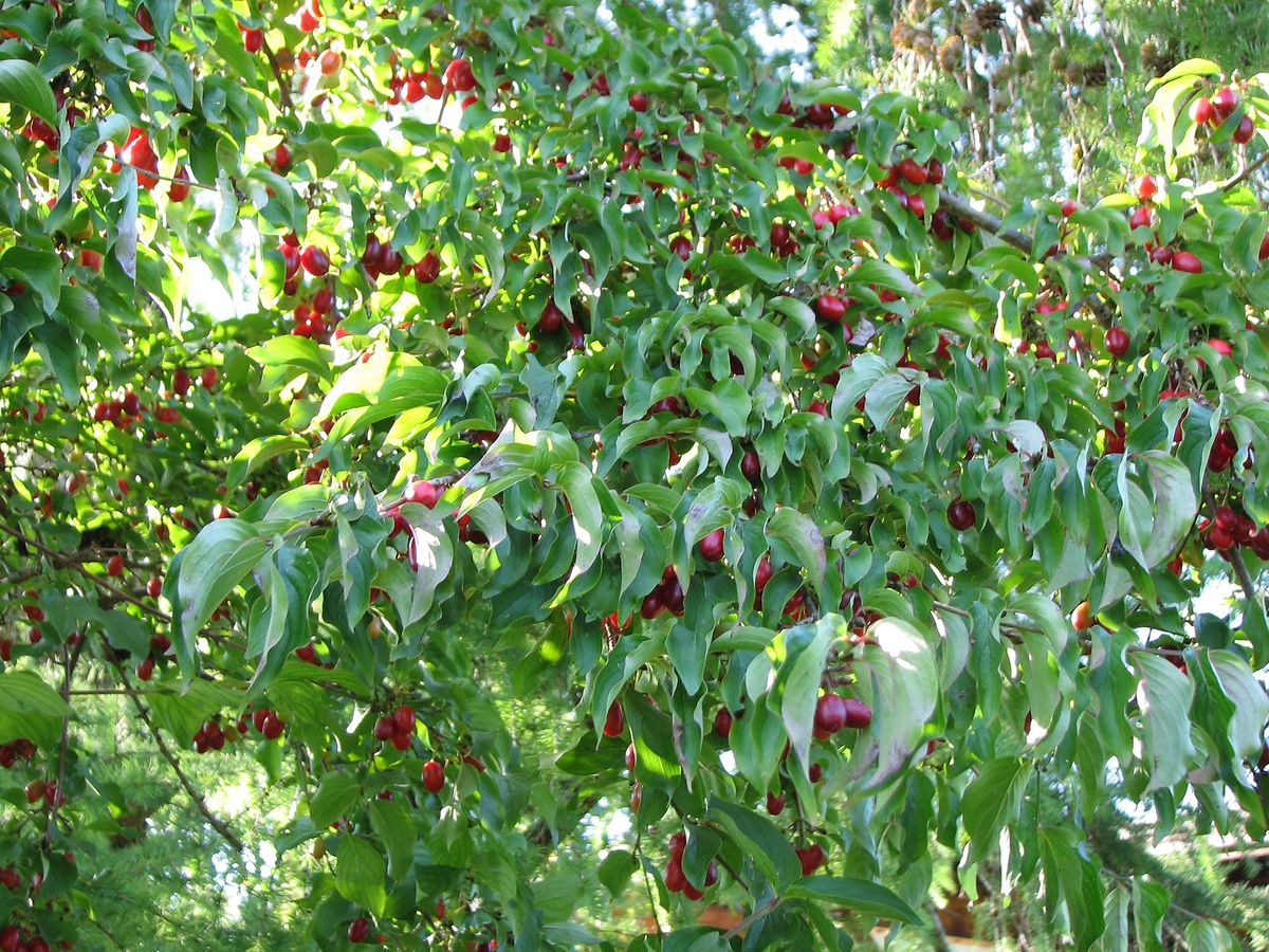 Wildfruchthecke anlegen