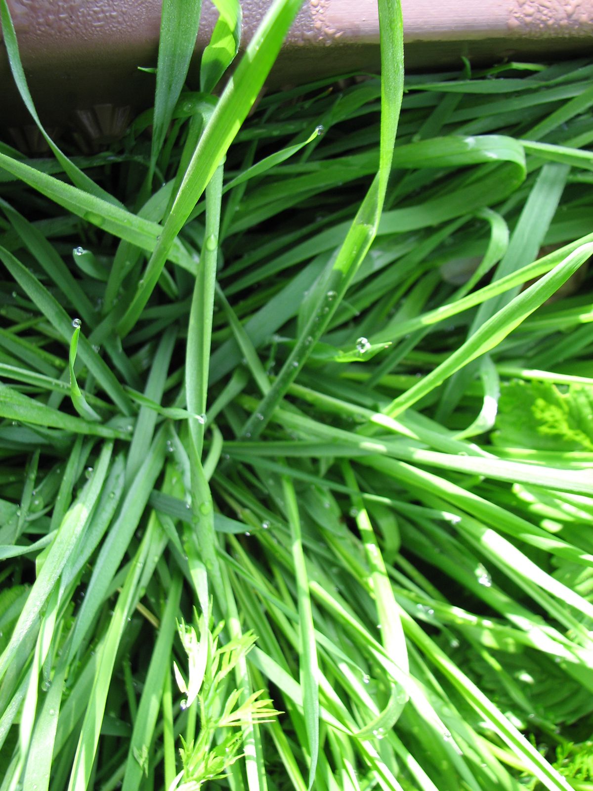 Gerstengraspulver